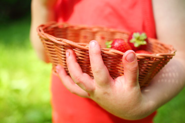 Basket with strawberries in kid hands in garden, - paha_l
