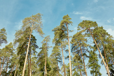 Trunks and crowns of pines against blue sky - paha_l
