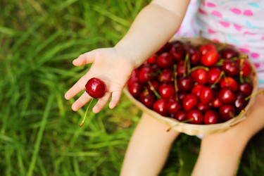 Basket with red wet cherry and hand of little girl - paha_l