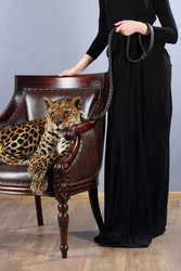 Leopard in chair behind him stands woman and - paha_l