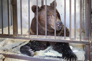 The Himalayan bear in a cage with wood sawdust - paha_l