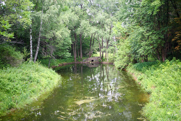 Picturesque forest area with a pond - paha_l