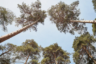 Low angle view on trunks and crowns of pines - paha_l