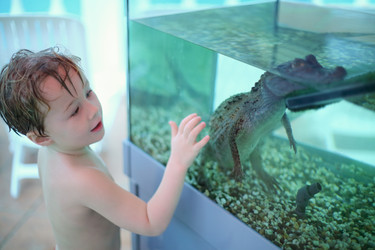Wet little boy looking at a crocodile in the - paha_l