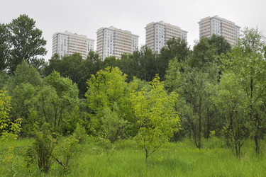 городской лес с деревьями и кустарниками вокруг - paha_l