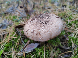 Шампиньон лесной (Agaricus sylvaticus - bykgeniy