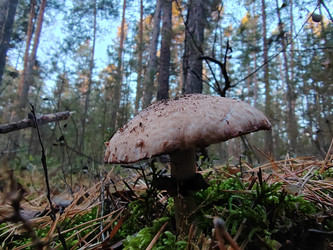 Шампиньон лесной - bykgeniy