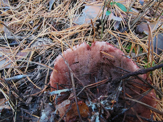 Гиднеллум Пека (Hydnellum peckii) - bykgeniy