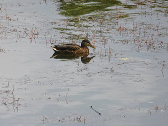 Кряква плывет по мелководному пруду среди водных растений; спокойная вода, отражение - Petrs