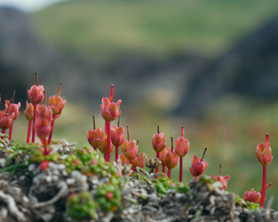 Смолевка бесстебельная (Silene acaulis) в горной тундре Камчатки, плодоношение - Oxalis