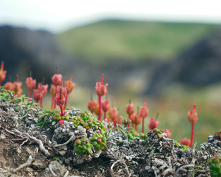 Смолевка бесстебельная (Silene acaulis) в горной тундре Камчатки, плодоношение - Oxalis