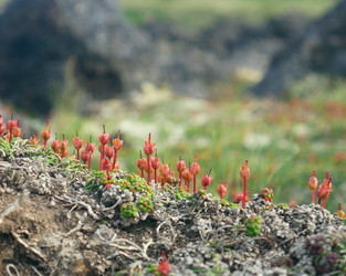 Смолевка бесстебельная (Silene acaulis) в горной тундре Камчатки, плодоношение - Oxalis