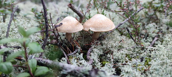 Колпачок с кольцом, лат. Cortinarius caperatus - Andrew_Swarga