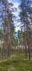 хвойный лес летом - Andrew_Swarga