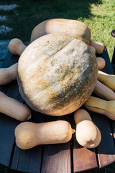 большой урожай кабачков хаббард и масличных орехов на открытом деревянном столе при естественном освещении - Matroskin