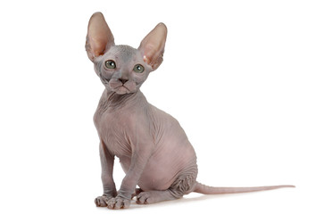 симпатичная безволосая кошечка канадского сфинкса - alkir
