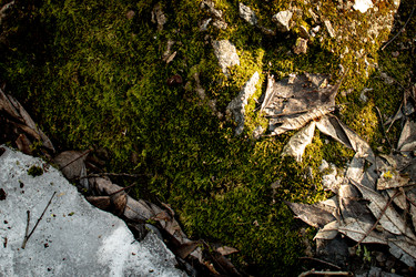 Зеленый мох с камнями, сухими опавшими листьями, веточками и участком снега на земле в теплом низком солнечном свете. Вид сверху - AlVinn