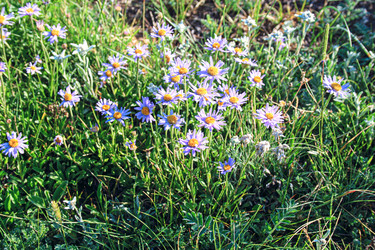 Астра альпийская (Aster alpinus), многолетнее травянистое растение - Tatiana_Panova