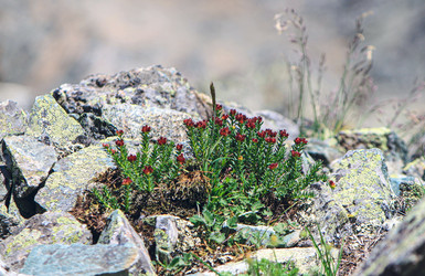 Родиола четырехраздельная (Красная щетка) - Tatiana_Panova