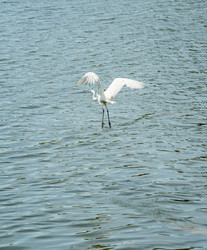 Несвиж, Беларусь. Большая белая цапля Ardea alba над замковым прудом, белые крылья расправлены над спокойной водой, видны длинные темные ноги, сцена дикой природы при ярком дневном свете на открытом пространстве - NikitaMaykov