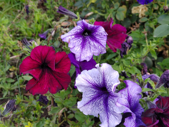Гибридные садовые петунии (Petunia) - bykgeniy