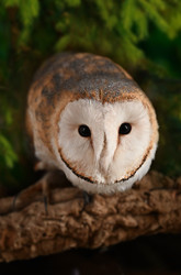 Typical barn owl - alkir