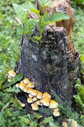 Россия. Выборг. Несъедобные грибы на старом пне в лесу. Russia. Vyborg. Inedible mushrooms on an old tree stump in the forest - ffoto-graff
