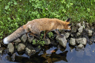 Россия. Выборг. Лиса в дикой природе. Russia. Vyborg. Fox in the wild - ffoto-graff