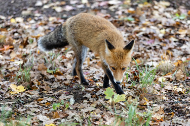 Россия. Выборг. Лиса в дикой природе. Russia. Vyborg. Fox in the wild - ffoto-graff