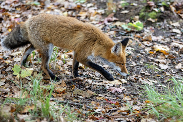 Россия. Выборг. Лиса в дикой природе. Russia. Vyborg. Fox in the wild - ffoto-graff