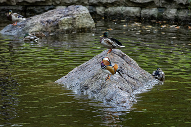 Россия. Выборг. Утка-мандаринка в пруду парка Монрепо. Russia. Vyborg. Mandarin duck in Monrepos Park pond - ffoto-graff