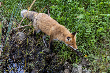 Россия. Выборг. Лиса в дикой природе. Russia. Vyborg. Fox in the wild - ffoto-graff