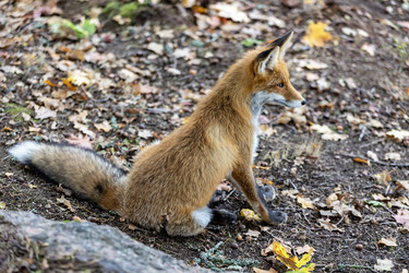 Россия. Выборг. Лиса в дикой природе. Russia. Vyborg. Fox in the wild - ffoto-graff