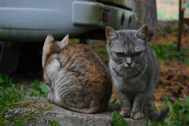 Две уличные кошки: серьезный серый полосатый кот смотрит в камеру, а коричневая кошка отвернулась рядом с машиной - NatkasDT