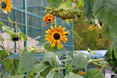 Яркие соцветия декоративного подсолнечника (лат. Helianthus annuus) - bykgeniy