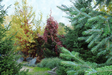 Девичий виноград пятилисточковый (лат. Parthenocissus quinquefolia) - bykgeniy