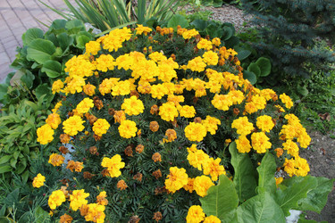 Пышный и яркий куст бархатцев (в научной классификации — Tagetes - bykgeniy