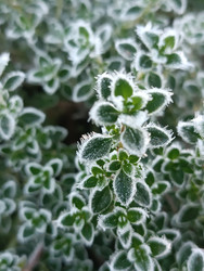 Чабрец (тимьян ползучий, Thymus serpyllum), покрытый густым инеем — замороженная пряность и лекарственная трава, зимняя текстура, макросъемка - Mihail_direct
