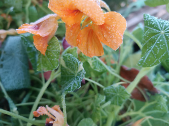 Настурция (Tropaeolum) с оранжевыми цветами и каплями росы на листьях — утренний сад, макросъемка, свежесть - Mihail_direct
