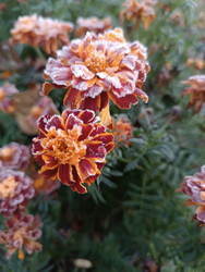 Два цветка бархатцев (Tagetes), покрытые инеем — зимний портрет с размытым фоном (боке), макросъемка, контраст тепла и холода - Mihail_direct