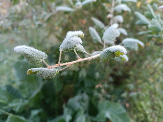 Крыжовник (Ribes uva-crispa), покрытый инеем — зимний ягодник, макросъемка, морозное утро в саду - Mihail_direct