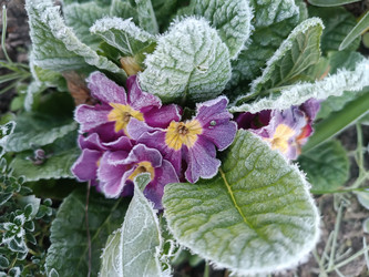 Садовая примула (Primula) с фиолетовыми цветами, покрытая инеем — весеннее цветение зимой, макросъемка, контраст жизни и холода - Mihail_direct