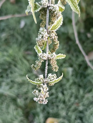 Соцветия крапивы (Urtica dioica), покрытые инеем — зимняя дикая природа, макросъемка вертикального побега, морозное утро - Mihail_direct