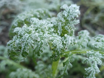 Фацелия (Phacelia tanacetifolia), покрытая густым инеем — замороженный сидерат и медонос, зимняя абстракция, макросъемка - Mihail_direct