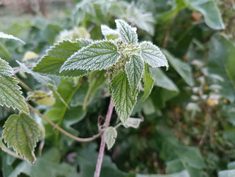 Побег крапивы (Urtica dioica) с легким инеем — зимняя дикая природа, макросъемка с размытым фоном (боке), морозное утро - Mihail_direct