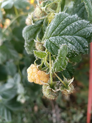 Желтая малина (Rubus idaeus var. Lutea) на ветке с покрытыми инеем листьями — контраст спелой ягоды и зимнего холода, макросъемка, поздний урожай - Mihail_direct