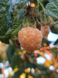 Спелая желтая малина (Rubus idaeus var. Lutea) крупным планом — сочная полупрозрачная ягода на ветке с размытым цветным фоном (боке), летнее макро, садоводство - Mihail_direct