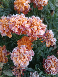 Бархатцы (Tagetes), покрытые инеем — замороженные оранжевые цветы с ледяными кристаллами, зимний макроснимок, контраст тепла и холода - Mihail_direct