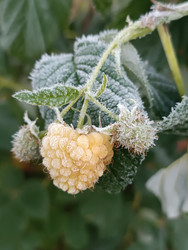 Желтая малина (Rubus idaeus var. Lutea), покрытая инеем — замороженная ягода на ветке с ледяными кристаллами, зимний макроснимок, контраст тепла и холода - Mihail_direct