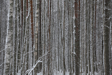 фон зимнего леса - alkir